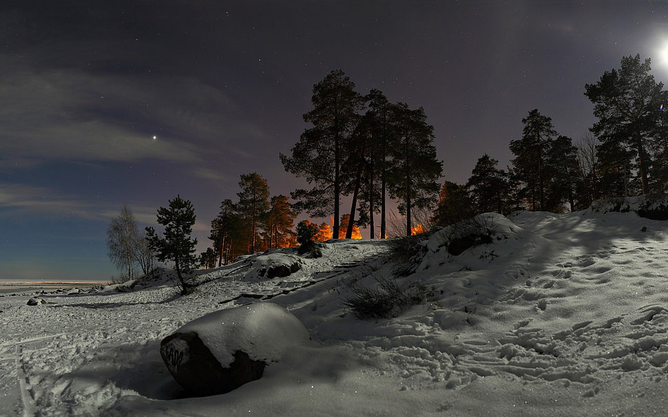 trees covered with snows during night time HD wallpaper