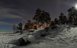 trees covered with snows during night time