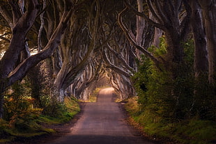 photo of road between trees HD wallpaper