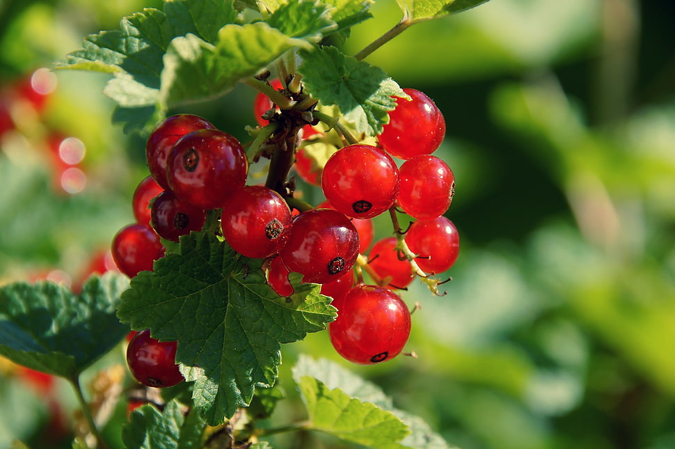 selective focus photography of red berries HD wallpaper