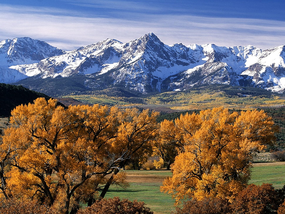 leafy trees in front of snow-capped mountain HD wallpaper