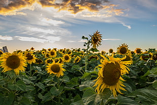 close up photo of Sun Flowers, sunflowers HD wallpaper