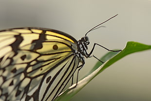 macro and selective focus photography of yellow butterfly on green leaf