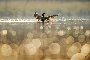 selective photography of duck on body of water during daytime
