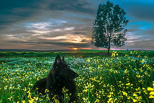 landscape photo of long coated black dog lying on ground surround with yellow flower plants, flores