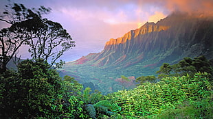 green leafed trees, cliff, forest, Hawaii, mountains