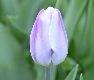 purple tulip HD wallpaper