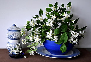white petaled flowers in blue case HD wallpaper