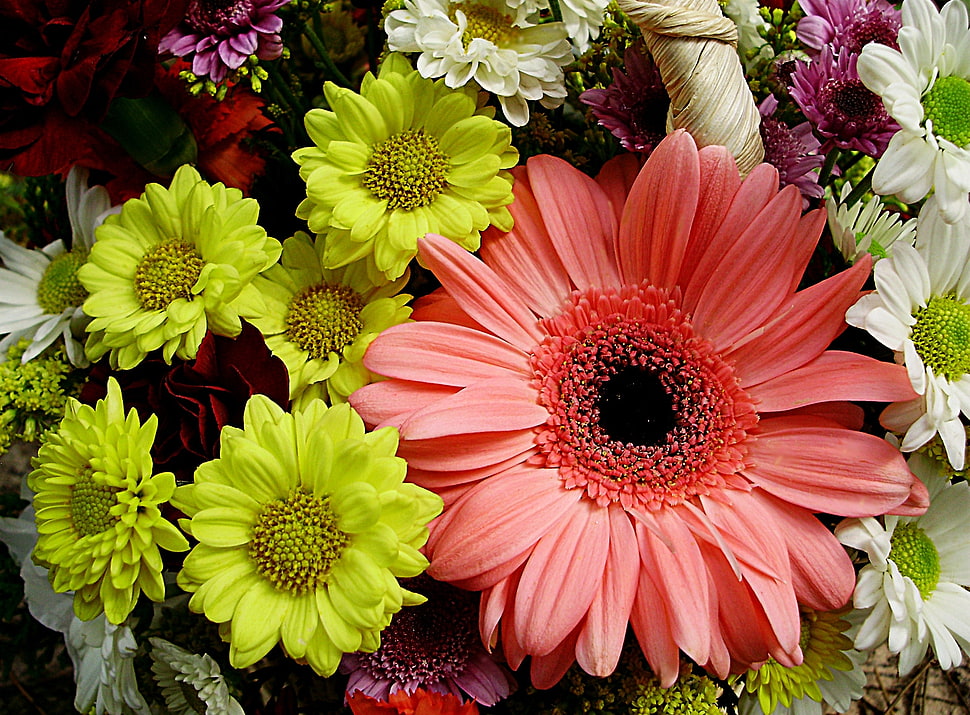 pink and yellow petaled flowers HD wallpaper