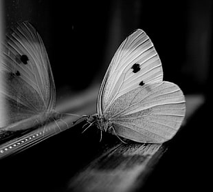 grayscale photography of moth, photography HD wallpaper