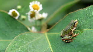 green and white frog on leaf