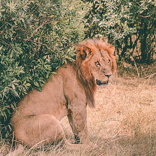 lion illustration, Lion, Predator, Sits