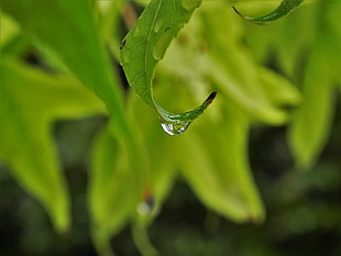 macro photography of water droplets on leaf