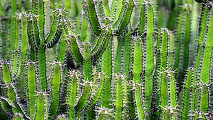 green cactus plants HD wallpaper