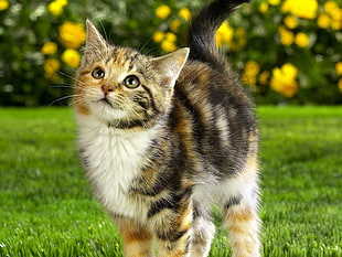 field of depth photography of black, white, and yellow kitten on green grass near yellow petaled flowers