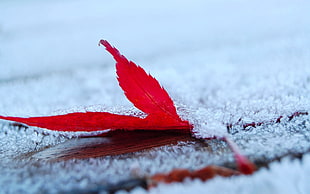 red maple leaf, frost, leaves, maple leaves, depth of field HD wallpaper