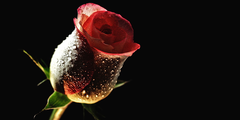 red Tulip flower with water droplets and black background HD wallpaper