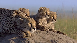 four brown leopard cubs, animals, nature, family, baby animals