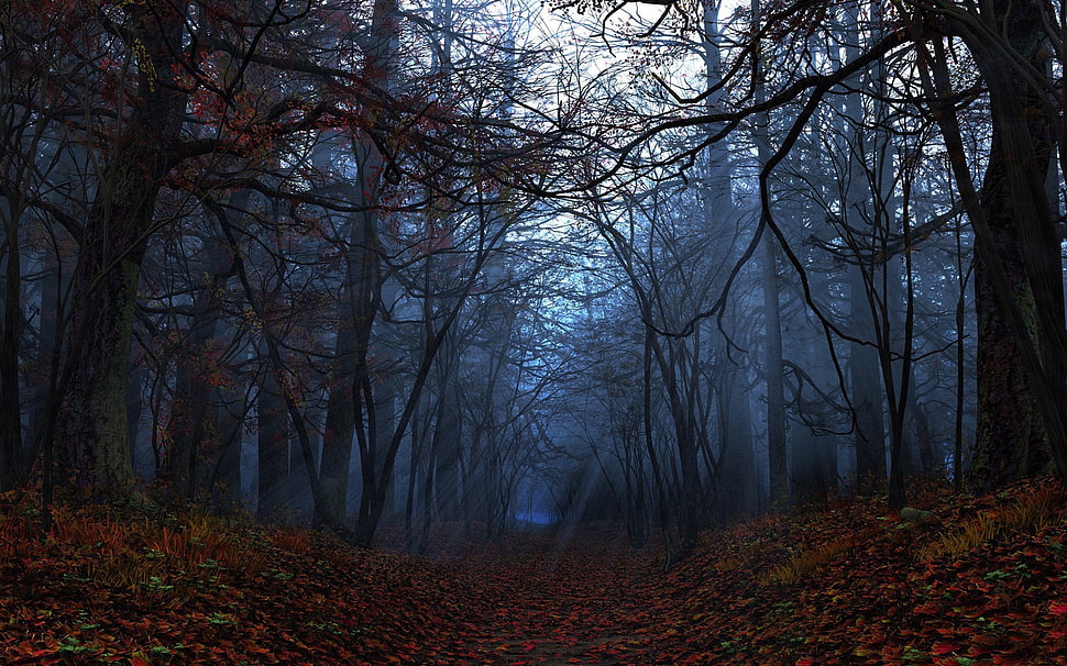 forest painting, leaves, trees, fall HD wallpaper