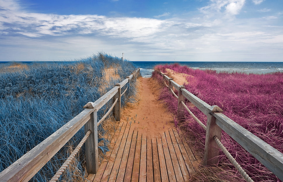 brown wooden pathway surrounded by plants HD wallpaper