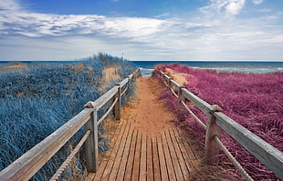 brown wooden pathway surrounded by plants