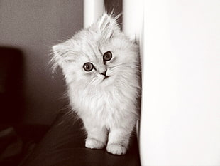 white cat, Kitten, Fluffy cat, Bw HD wallpaper