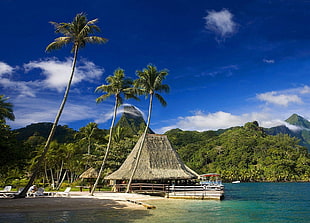 green coconut trees, Tahiti, tropical, island, palm trees