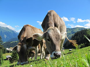 cattles eating grasses during daytime HD wallpaper