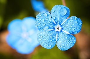 closeup photo of blue petaled flower at water drop