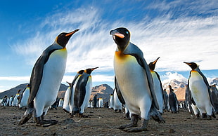 Penguin lot HD wallpaper