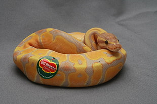 yellow and brown snake, animals, snake, reptiles, stickers