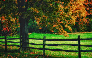 brown tree with yellow leaves and brown fence
