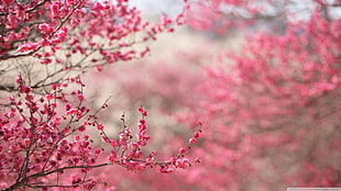 focus photography of pink trees