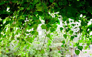 green leaf plant close photo HD wallpaper