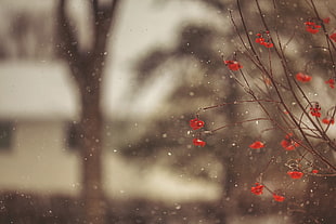 red petaled flower, trees, snow, nature