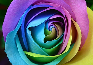 blue, yellow and pink flower HD wallpaper