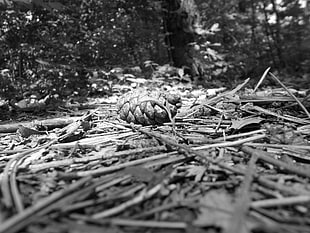 grayscale photo of brown male pinecone, monochrome, plants