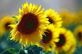 close up photo of yellow Sunflowers