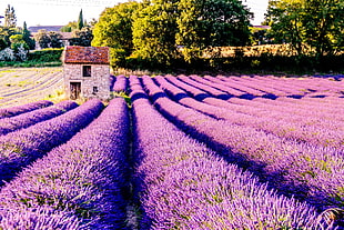 purple Lavander flower field HD wallpaper