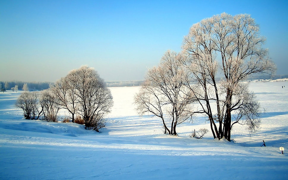 white trees, winter, snow HD wallpaper