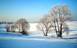 white trees, winter, snow