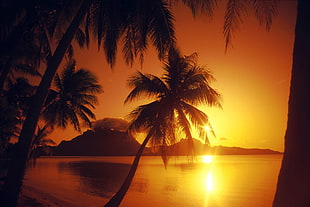 silhouette of palm tree near body of water at sunset
