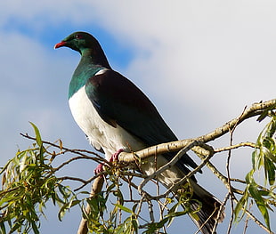 bird on twig, large, pigeon