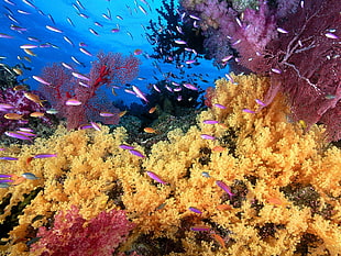 school of fish, sea, underwater, fish, coral HD wallpaper