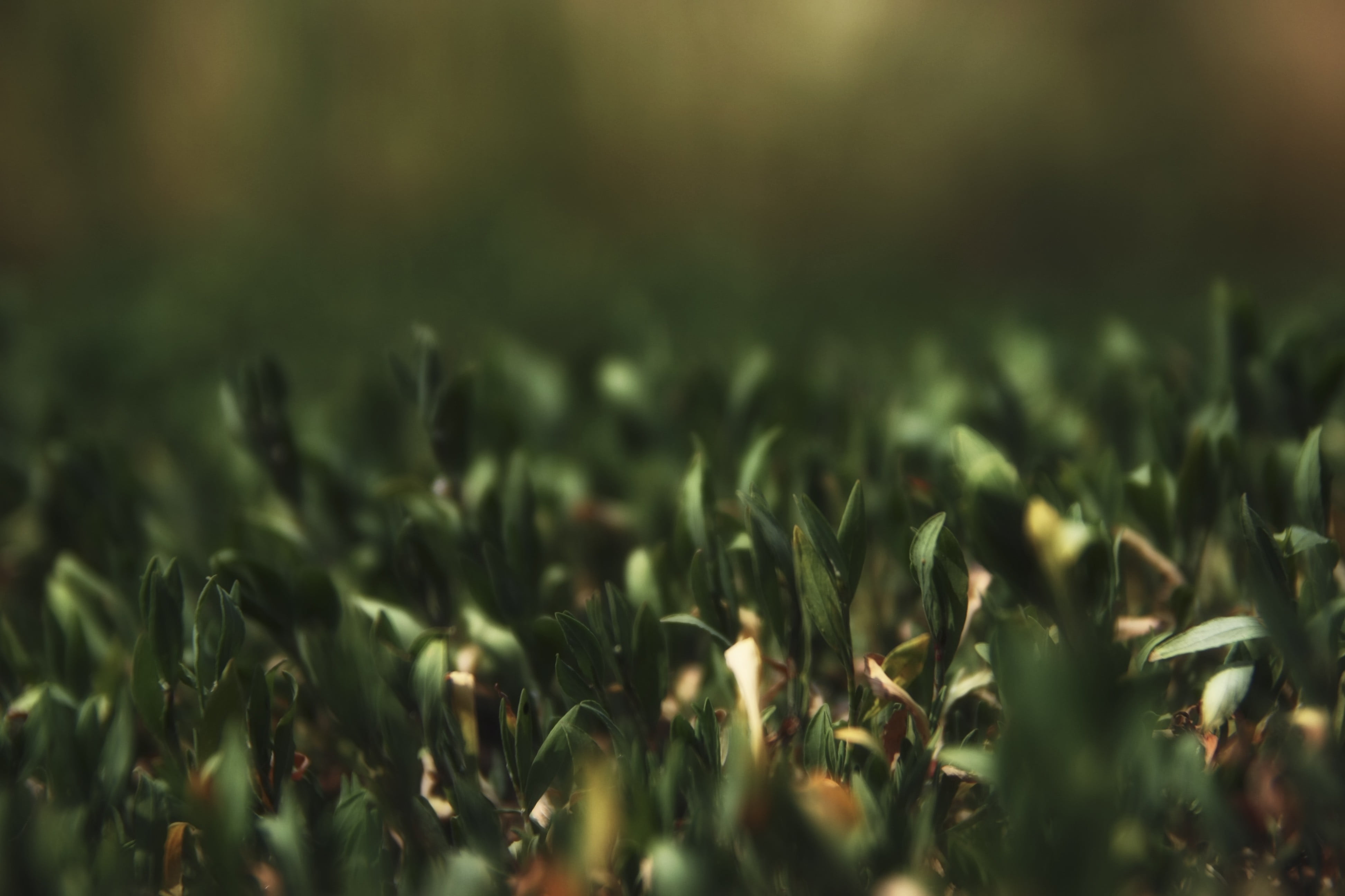 green grass, nature, macro, grass