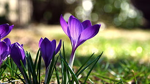 purple crocus flowers in selective focus photography HD wallpaper