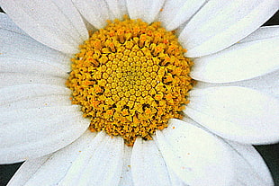 close up image of white Daisy flower HD wallpaper