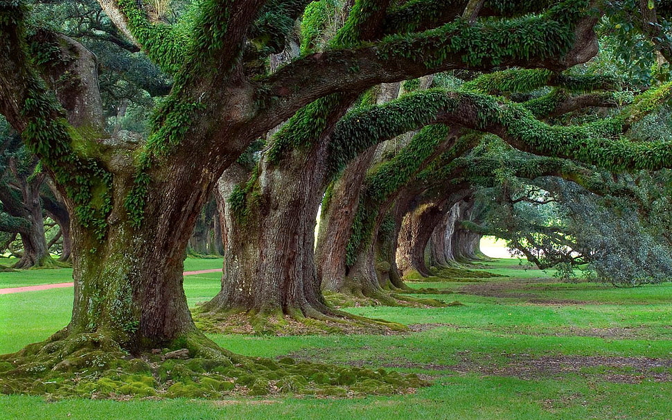 landscape, nature, trees HD wallpaper