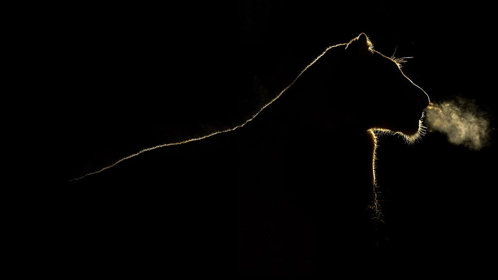 silhouette of lion, big cats, lion, outline, silhouette HD wallpaper