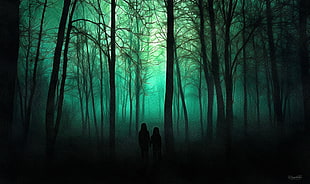 forest trail, trees, spooky HD wallpaper